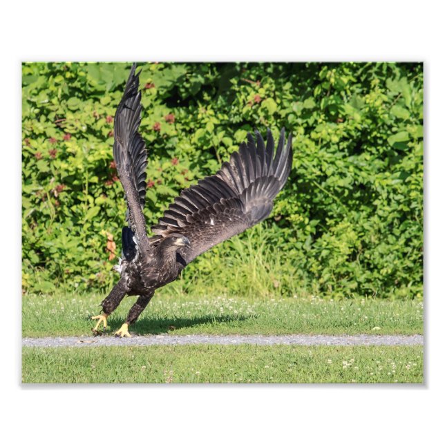 10x8 Juvenile Bald Eagle Photo Print (Front)