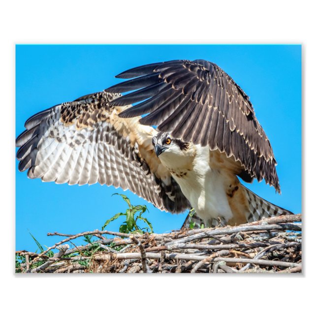10x8 Juvenile Osprey in the nest Photo Print (Front)