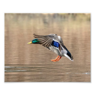 10x8 Mallard Duck in flight Photo Print