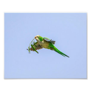 10x8 Monk Parakeet in the Rio Grande Valley Photo Print