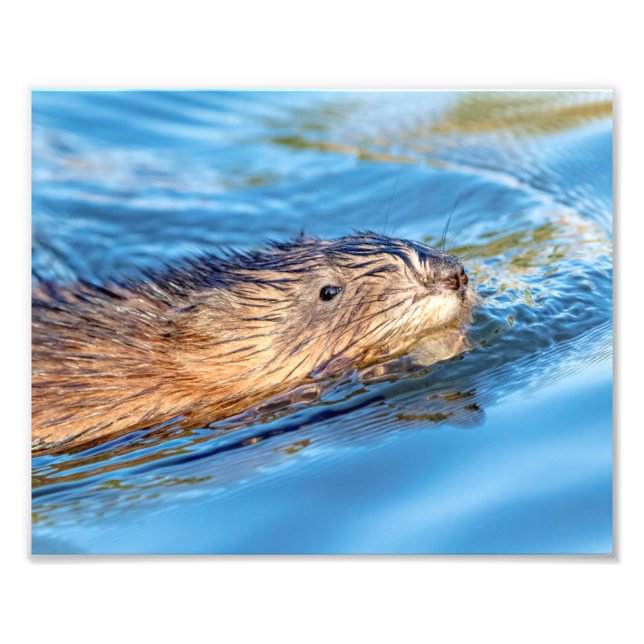 10x8 Muskrat at Vassar Farms Ecological Preserve Photo Print (Front)
