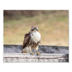10x8 Portrait of an Immature Red Tailed Hawk Photo Print