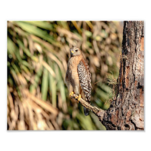 10x8 Red Shouldered Hawk in a tree Photo Print