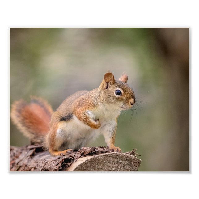 10x8 Red Squirrel Photo Print (Front)