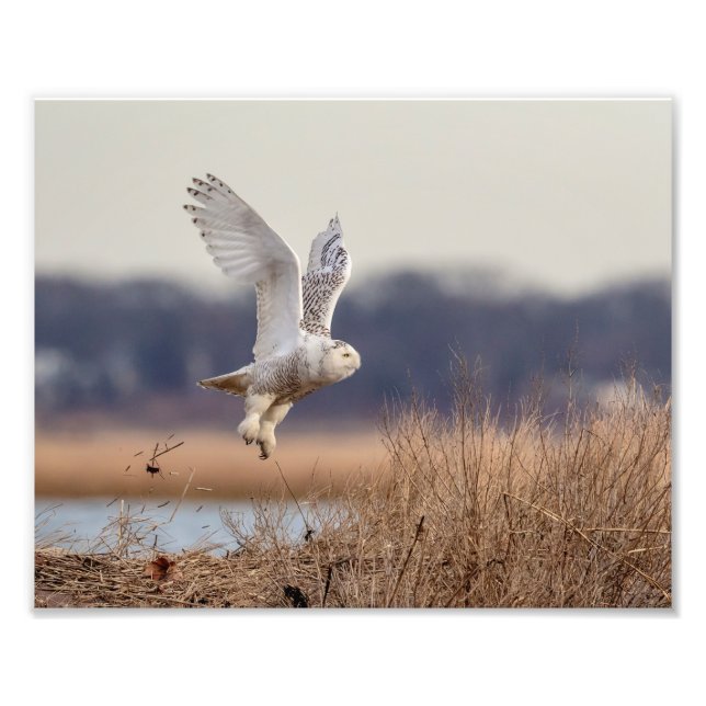 10x8 Snowy owl taking off Photo Print (Front)