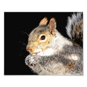 10x8 Squirrel eating a nut Photo Print