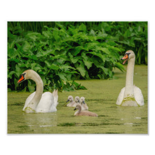 10x8 Swan Family Photo Print