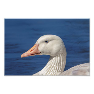10x8 White Canadian Goose Photo Print