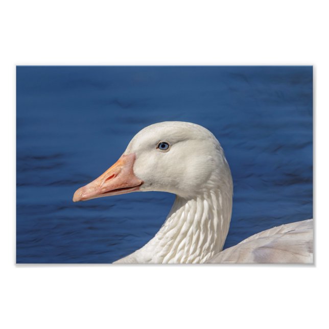 10x8 White Canadian Goose Photo Print (Front)