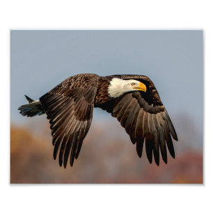 10x 8 Bald Eagle in flight Photo Print