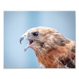 10x Red Shouldered Hawk Photo Print