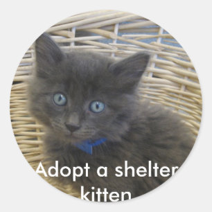 112907 petfinder 028, Adopt a shelter kitten Classic Round Sticker