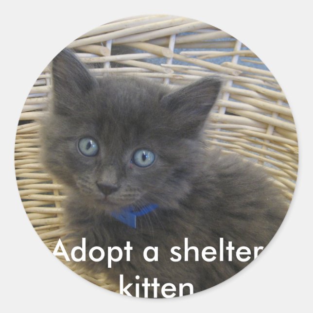 112907 petfinder 028, Adopt a shelter kitten Classic Round Sticker (Front)