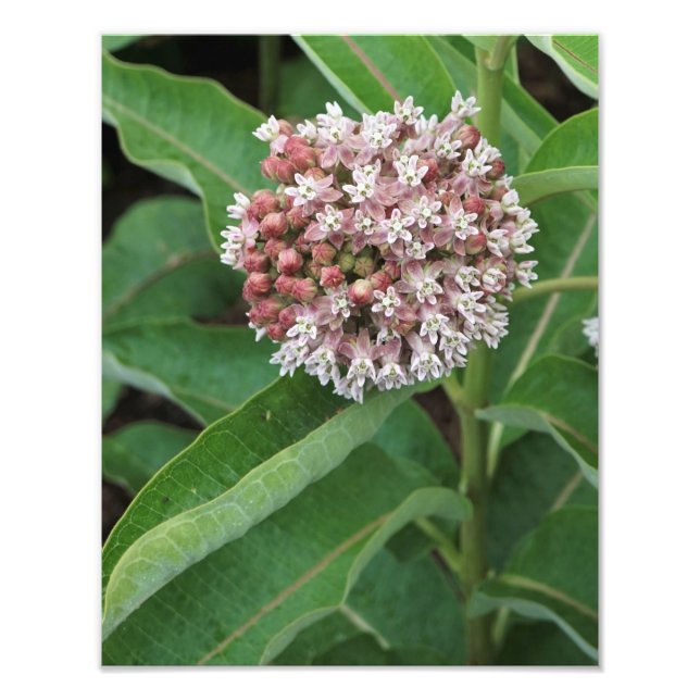 11"x14" Milkweed Photo Print (Front)