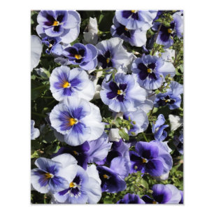 11"x14" Purple Pansies Photo Print
