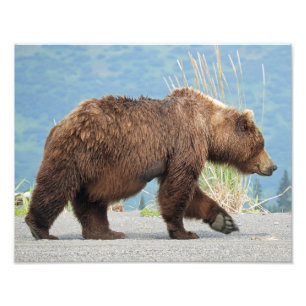 11" x 14" photo of grizzly bear print