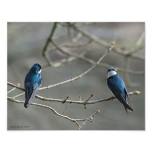 11X14 A Pair of Tree Swallows Photo Print