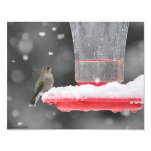 11X14 Anna's Hummingbird in the Snow Photo Print