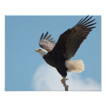 11X14 Bald Eagle Taking Flight!
