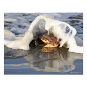 11X14 Dungeness Crab with the Surf Spilling Over! Photo Print