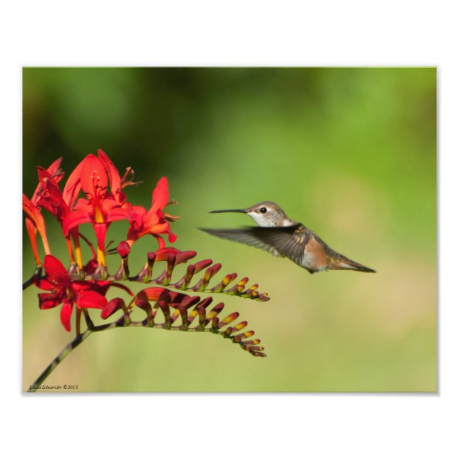 11X14 Hummingbird Lovers Delight Photo Print (Front)