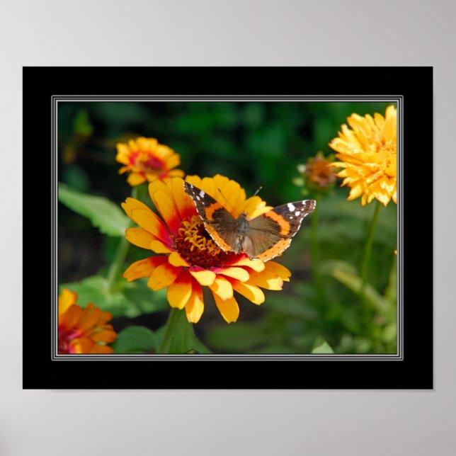 11x14 Indian Blanket Wildflower and Butterfly Poster (Front)