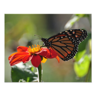 11X14 Monarch Butterfly on Mexican Sunflower Torch Photo Print