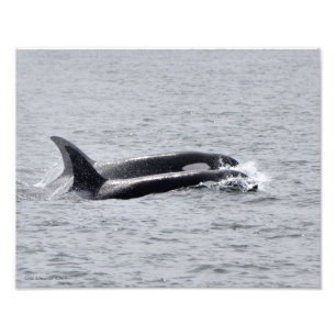 11X14 Orca Whales - Two in Unison Photo Print