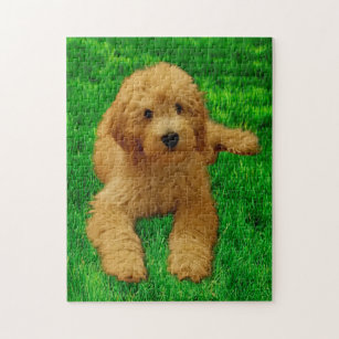 goldendoodle jigsaw puzzle