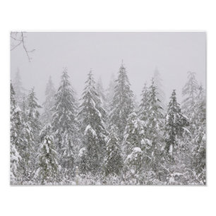 11X14 Snow's Falling on Fir Trees Photo Print