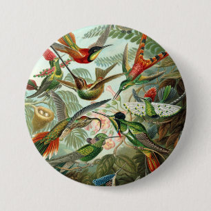 12 american humming birds breeds painted drawn 7.5 cm round badge