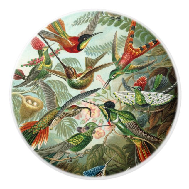 12 american humming birds breeds painted drawn ceramic knob (Front)