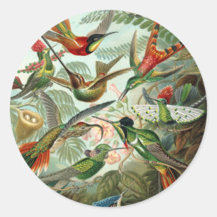 12 american humming birds breeds painted drawn classic round sticker