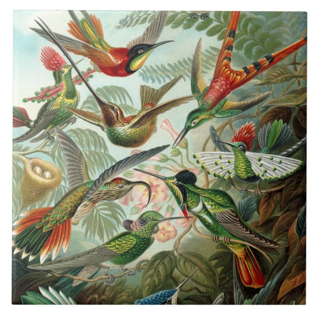 12 american humming birds breeds painted drawn tile (Front)