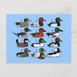 12 Ducks Postcard