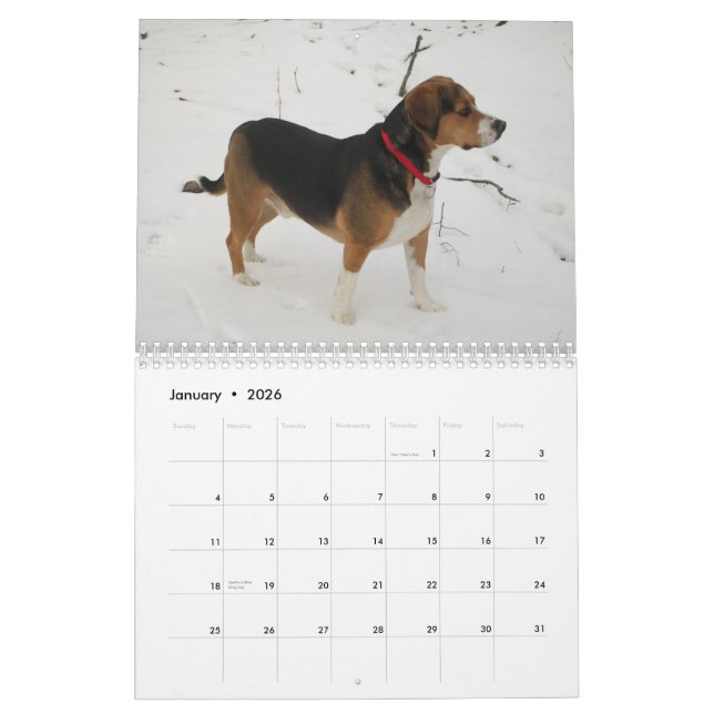 12 Month Beagle Calendar - What A Dog! (Jan 2026)