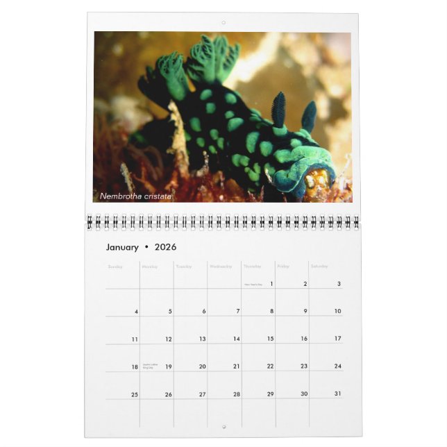 12 month calendar featuring photos of Nudibranchs (Jan 2026)
