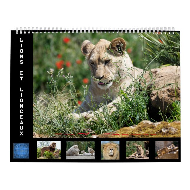 12 month calendar Lion family (Cover)