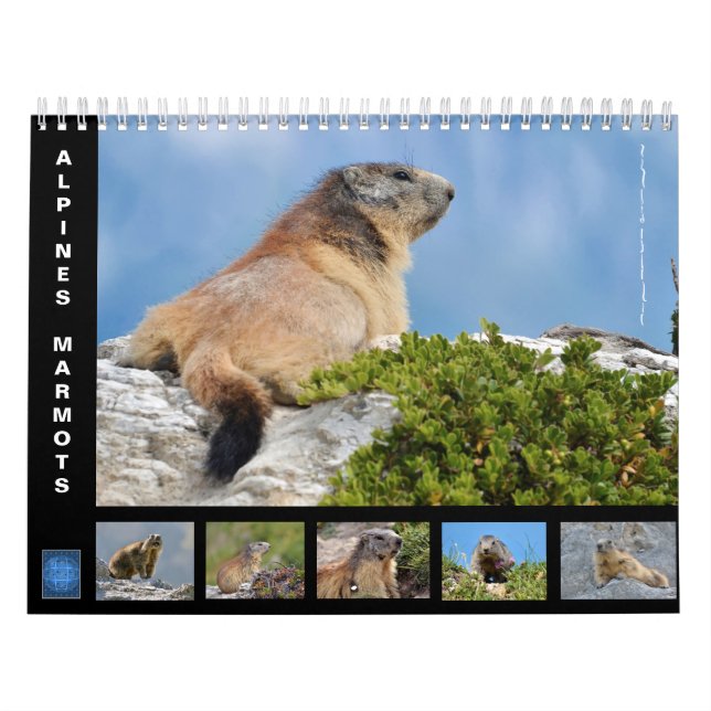 12 month calendar of Alpine marmots (Cover)
