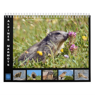 12 month calendar of Alpine marmots