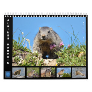 12 month calendar of Alpine marmots