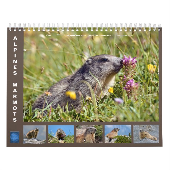 12 month calendar of Alpine marmots 2025 (Cover)