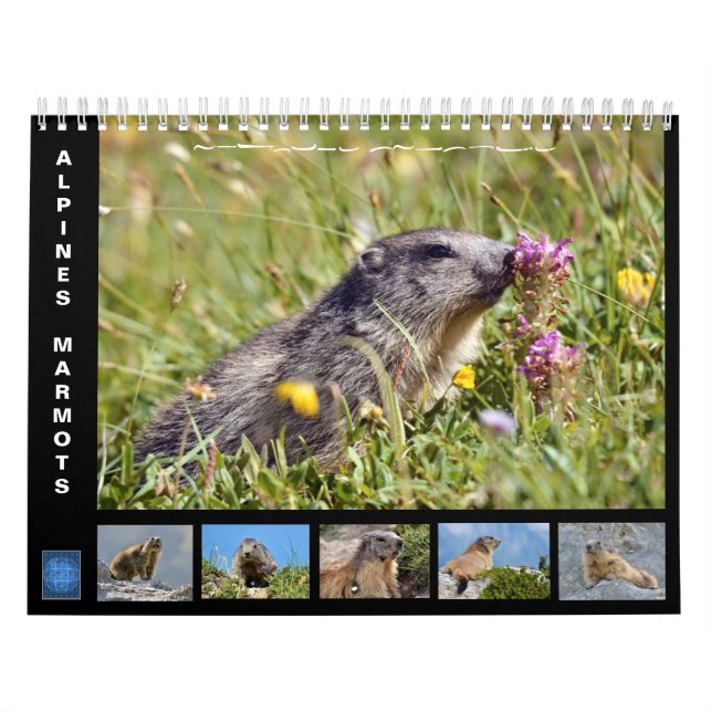 12 month calendar of Alpine marmots 2025 (Cover)