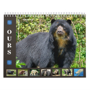 12 month calendar various bears