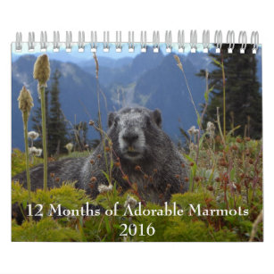12 Months of Adorable Marmots 2016 Calendar