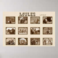 12 Mules