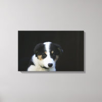 12 Week Old Border Collie Puppy