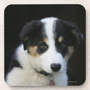 12 Week Old Border Collie Puppy Coaster