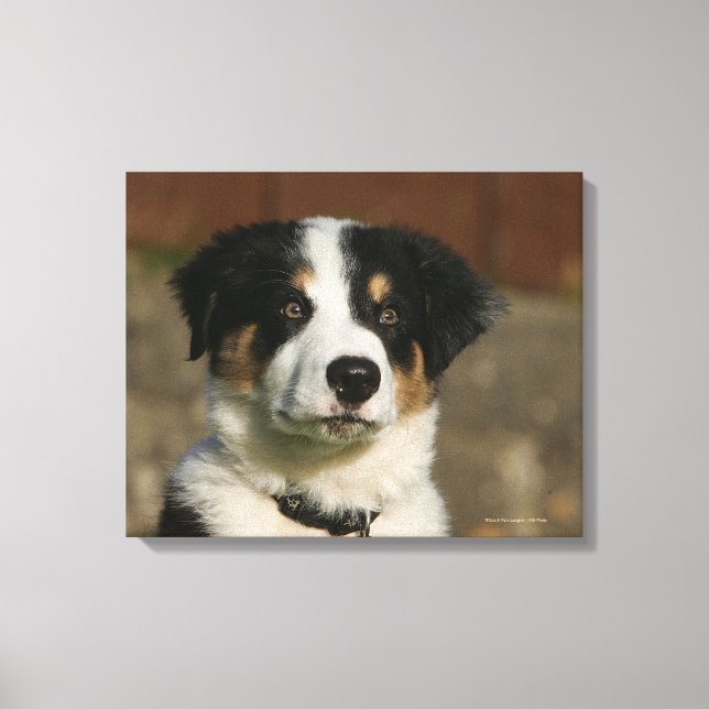 12 Week Old Border Collie Puppy Headshot Canvas Print (Front)