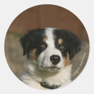 12 Week Old Border Collie Puppy Headshot Classic Round Sticker